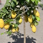  Citrónovník (Citrus limon) ´EUREKA´ - výška 110-130 cm, obvod kmeňa 8/10 cm, kont. C25L